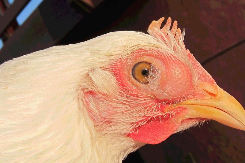 Triệu chứng và bệnh tích của bệnh CRD tồn tại trên gà