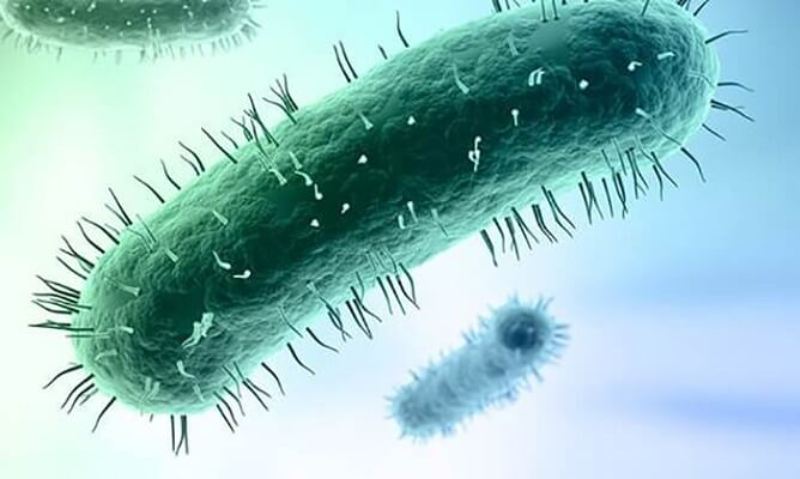 Vi khuẩn mycoplasma gallisepticum gây ra bệnh CRD