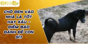 Chó đen vào nhà là tốt hay xấu – Điềm báo đánh đề con gì?
