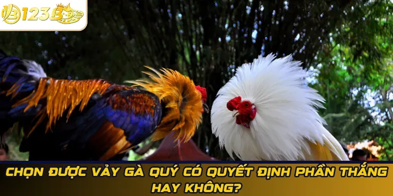 Chọn được vảy gà quý có quyết định phần thắng hay không?