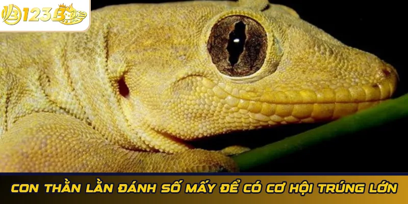 Con thằn lằn đánh con gì