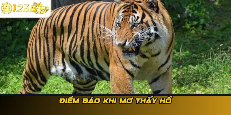 Điềm báo khi mơ thấy hổ