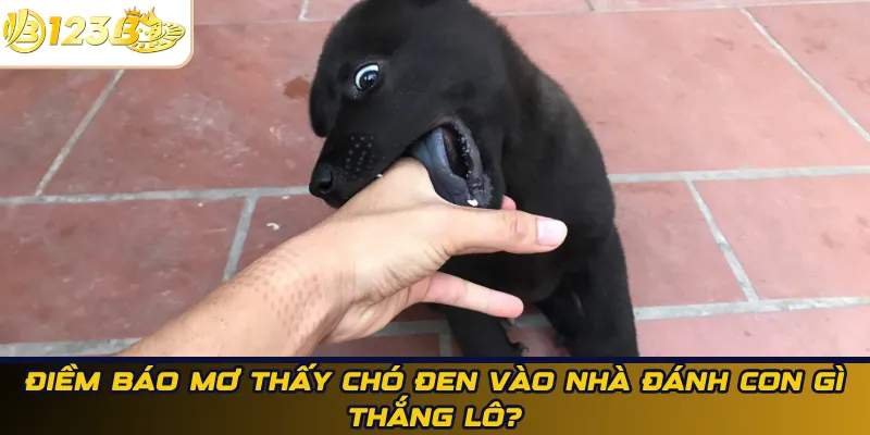 Chó đen vào nhà đánh con gì