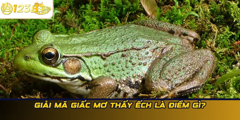 Giải mã giấc mơ thấy ếch là điềm gì?