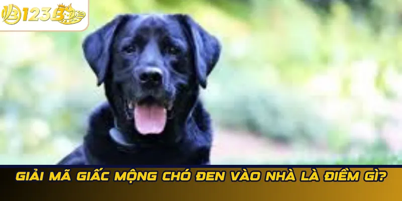 Giải mã chó đen vào nhà