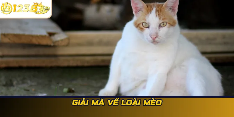 Giải mã về loài mèo