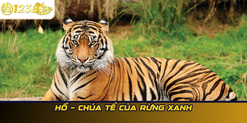Hổ – Chúa tể của rừng xanh