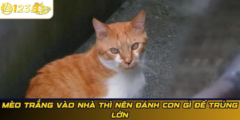 Mèo trắng vào nhà thì nên đánh con gì để trúng lớn