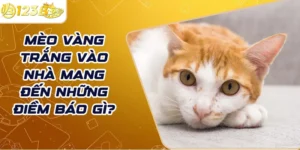 Mèo vàng trắng vào nhà mang đến những điềm báo gì?