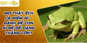 Mơ thấy ếch là điềm gì – Đánh đề con gì để dễ dàng thắng lớn?