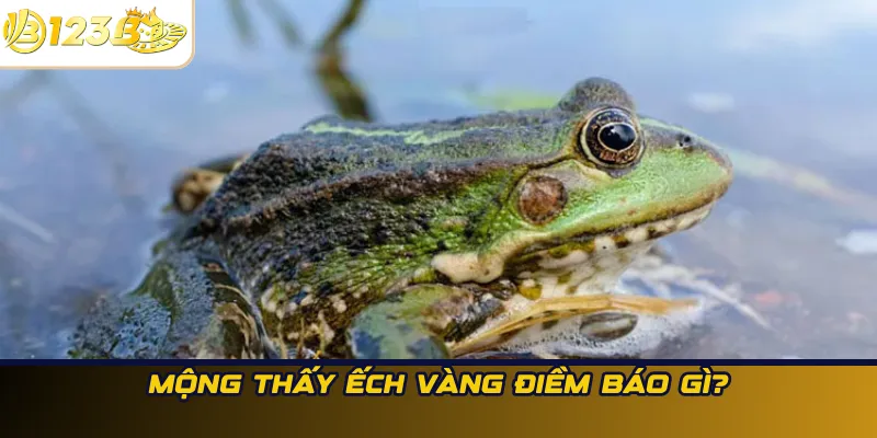 Mộng thấy ếch vàng điềm báo gì?