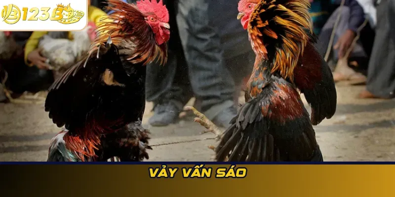 Vảy Vấn Sáo