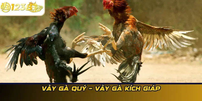 Vảy gà quý – Vảy Gà Kích Giáp