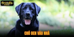chó đen vào nhà