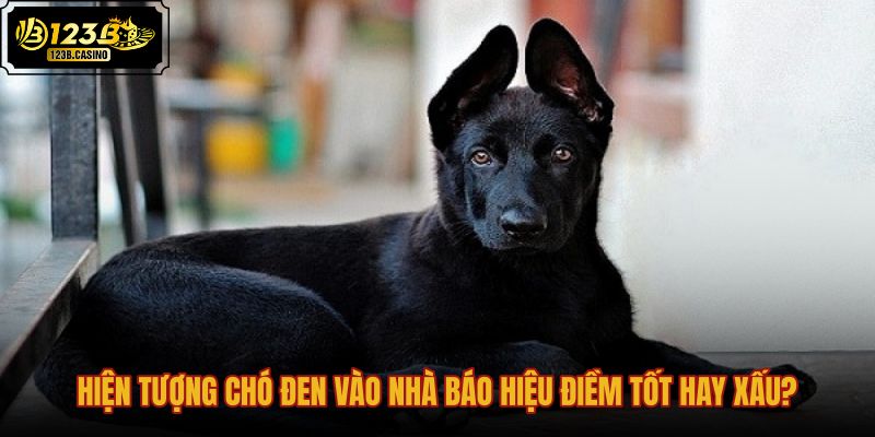 hien-tuong-cho-den-vao-nha-bao-hieu-diem-tot-hay-xau hien-tuong-cho-den-vao-nha-bao-hieu-diem-tot-hay-xau