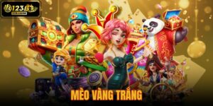 mèo vàng trắng