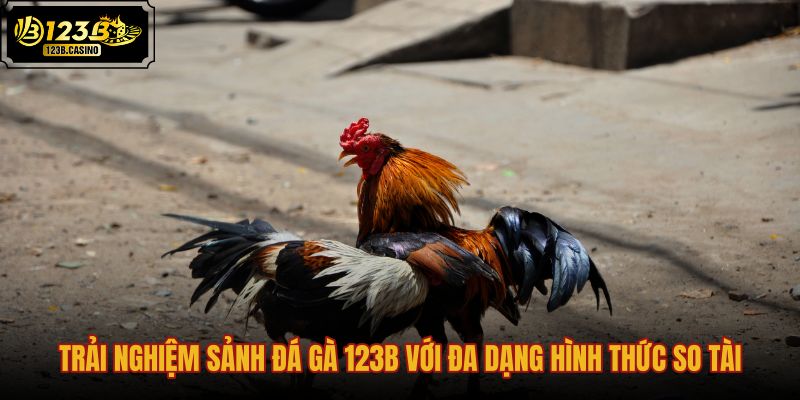 Sảnh đá gà 123B cùng đa dạng hình thức so tài